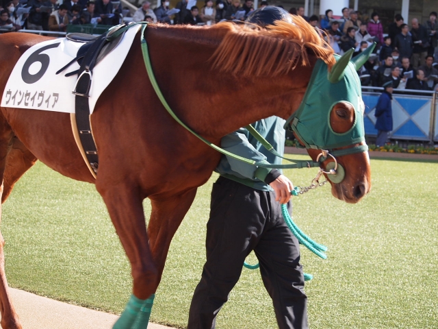 12/13(土)　中山4R　2歳未勝利② ウインセイヴィア