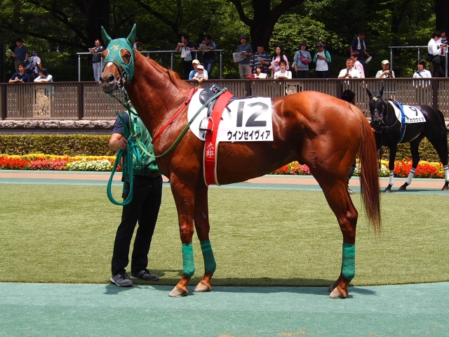 パドックにて① ウインセイヴィア