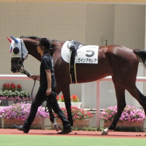 新馬戦パドック