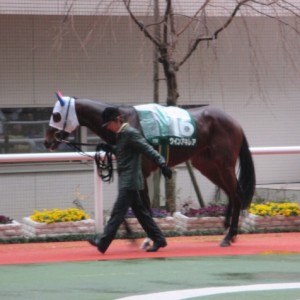 チューリップ賞パドック　その１