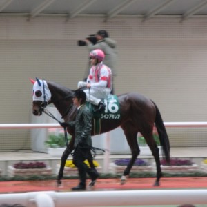 チューリップ賞パドック　その２