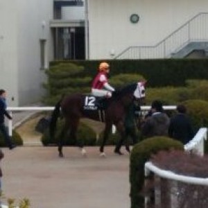 紅梅S本馬場入場