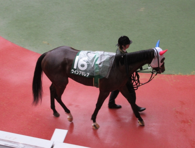 チューリップ賞パドック ウインアキレア