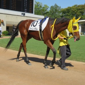 京都競馬場パドック