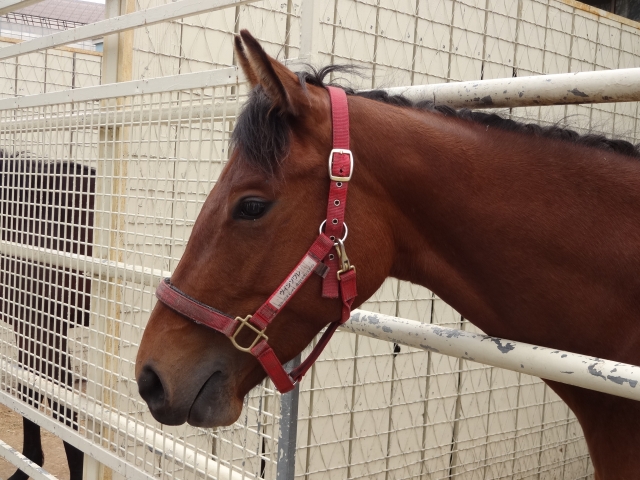 コスモヴューファーム ウインソワレ
