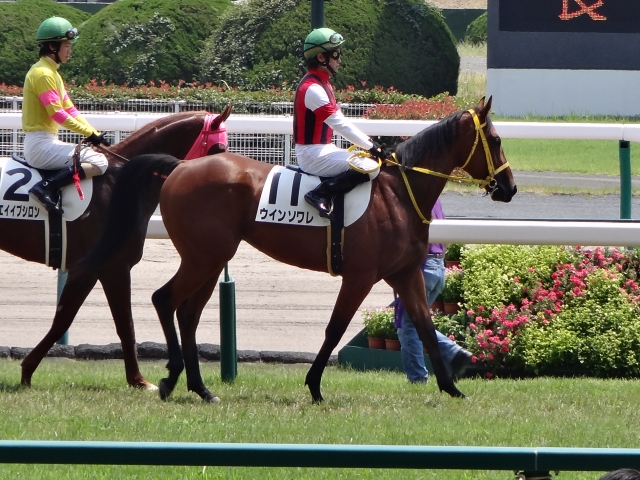 新馬戦本馬場入場 ウインソワレ