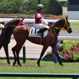 新馬戦本馬場入場