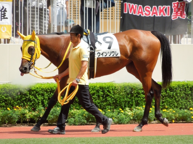 3歳上500万下（牝） ウインソワレ