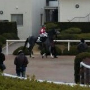 紅梅S本馬場入場