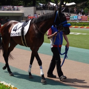 500万下 パドック