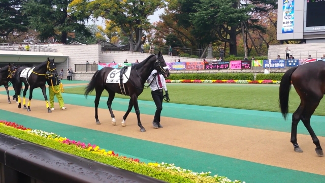 東京５Ｒ2歳新馬戦パドック マイネルサフィルス