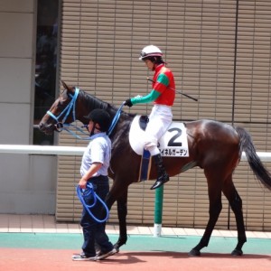 新馬戦パドック