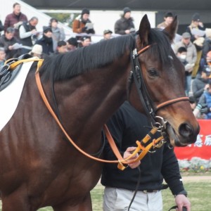 2015年2月15日　3歳未勝利　パドック