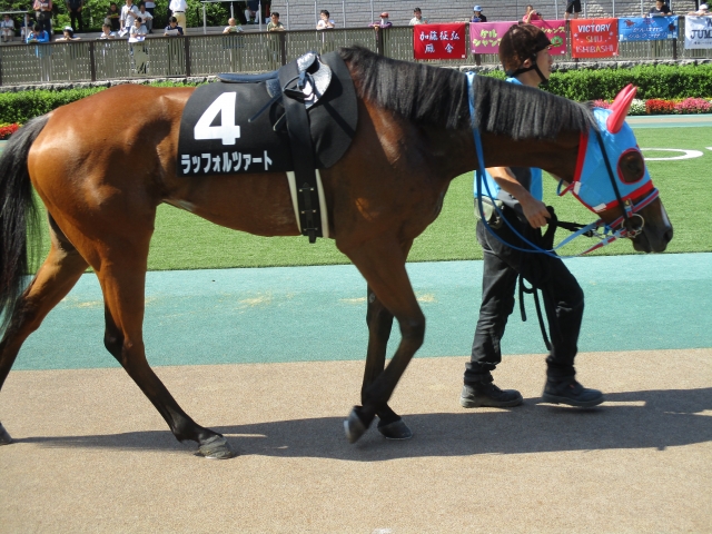 パドック ラッフォルツァート