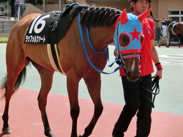 知多特別 パドック ラッフォルツァート