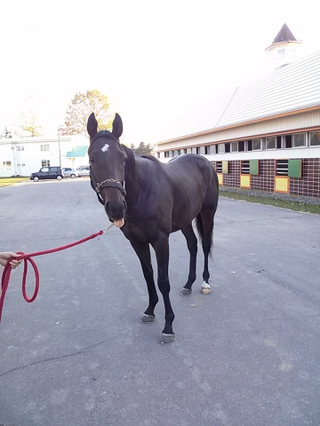 マイネルシュバリエ明和にて マイネルシュバリエ
