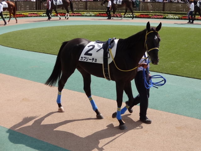 新馬戦パドック カプリーチョ