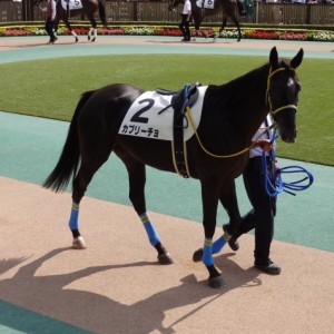 新馬戦パドック
