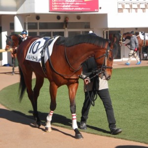 メルドオール関東初見参！ＩＮ中山競馬場その１