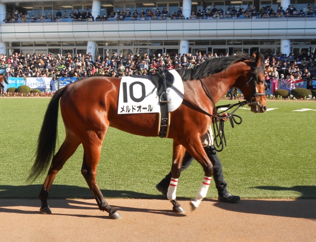 メルドオール関東初見参！ＩＮ中山競馬場その２ メルドオール