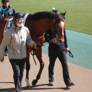 メルドオール東京競馬場パドックその２