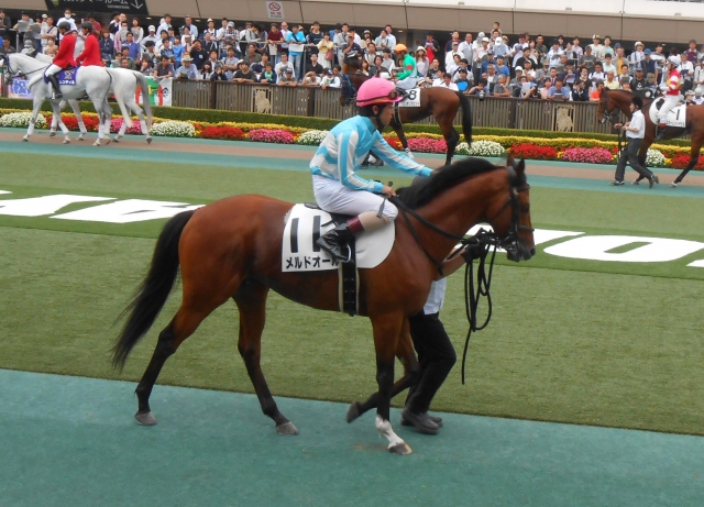 好馬体！メルドオール中央未勝利馬の背水の陣！その３ メルドオール