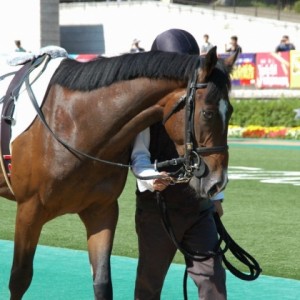 10月18日　東京４R　新馬戦　芝2000m