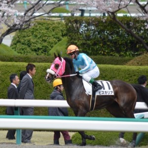 2015年4月4日　阪神5Ｒ　本馬場入場