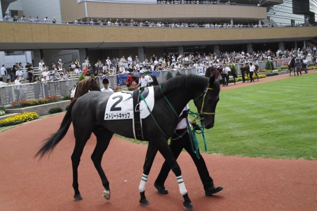 新馬戦パドック ストリートキャップ