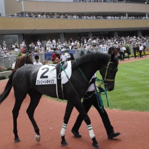 新馬戦パドック