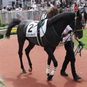新馬戦パドック