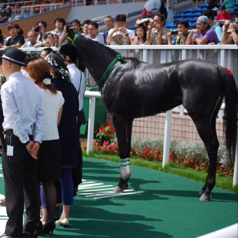 新馬戦勝利。 ストリートキャップ