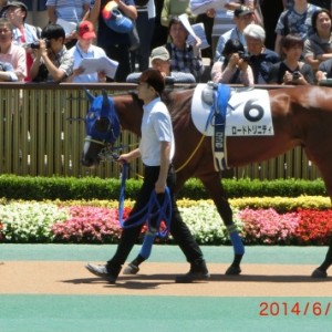 デビュー・パドック