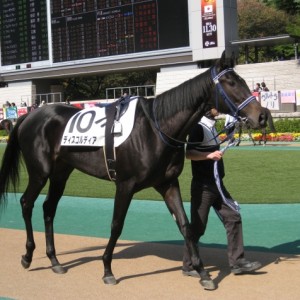 新馬戦_東京競馬場_パドック