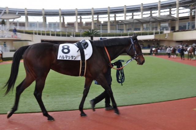 2015年2月7日　小倉1R　未勝利　ダ1000　パドック ハルマッタン