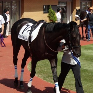 新馬戦パドック　