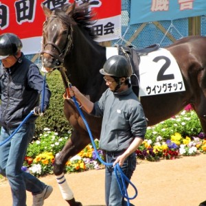 未勝利戦パドック