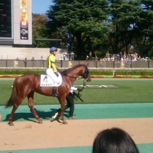 田中勝春騎乗で初勝利パドック