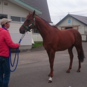 牧場で治療中