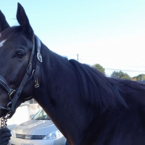 エリザベス女王杯２週間後