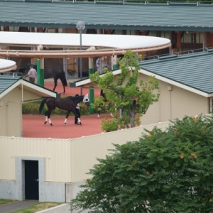 新馬戦装鞍所