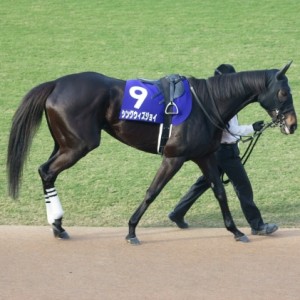 エリザベス女王杯　パドック２