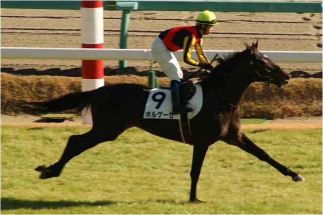 未勝利戦(中山　芝1800m) ボルゲーゼ