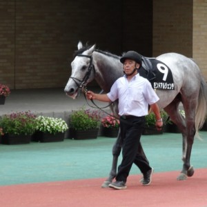 2017年7月15日中京競馬場