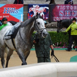 2017年10月15日パドック