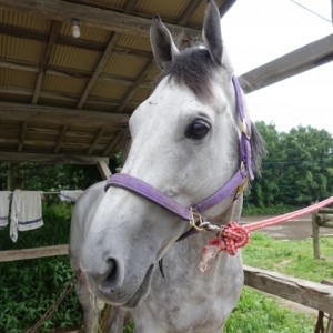 放牧中（北海道）