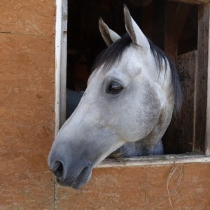 ホーストラスト