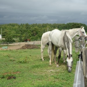 ホーストラスト北海道