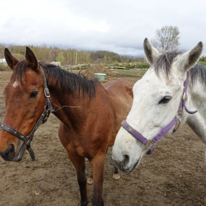 ホーストラスト北海道