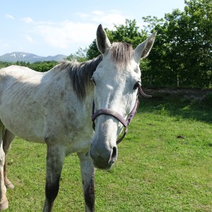 ホーストラスト北海道